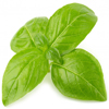 Basil